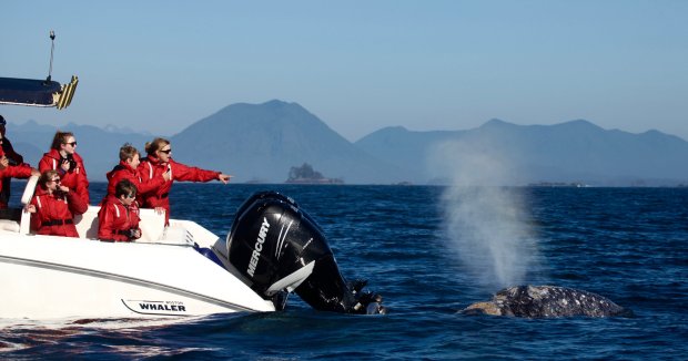 Our exclusive packages saves you time and money. Tofino Whale Watching Tours The Whale Centre Tofino Bc